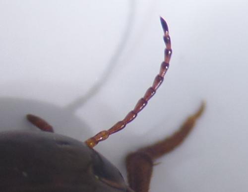 Ilybius sp.